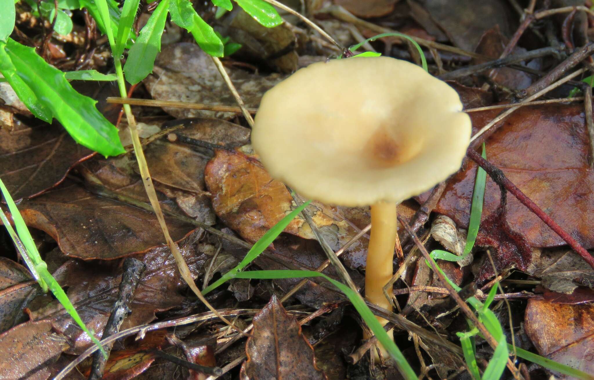 Слика од Clitocybe gibba (Pers.) P. Kumm. 1871