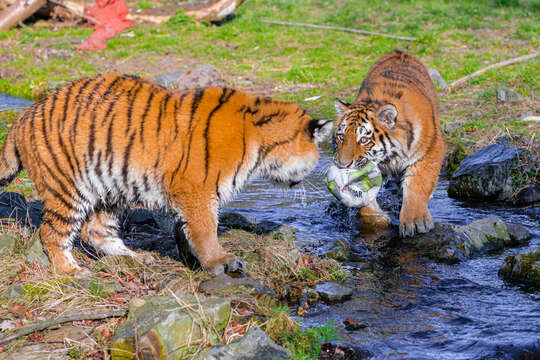 Image de tigre du Bengale