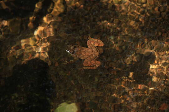 Image of Indian Skipper Frog