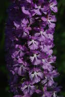 Image of Lesser purple fringed orchid