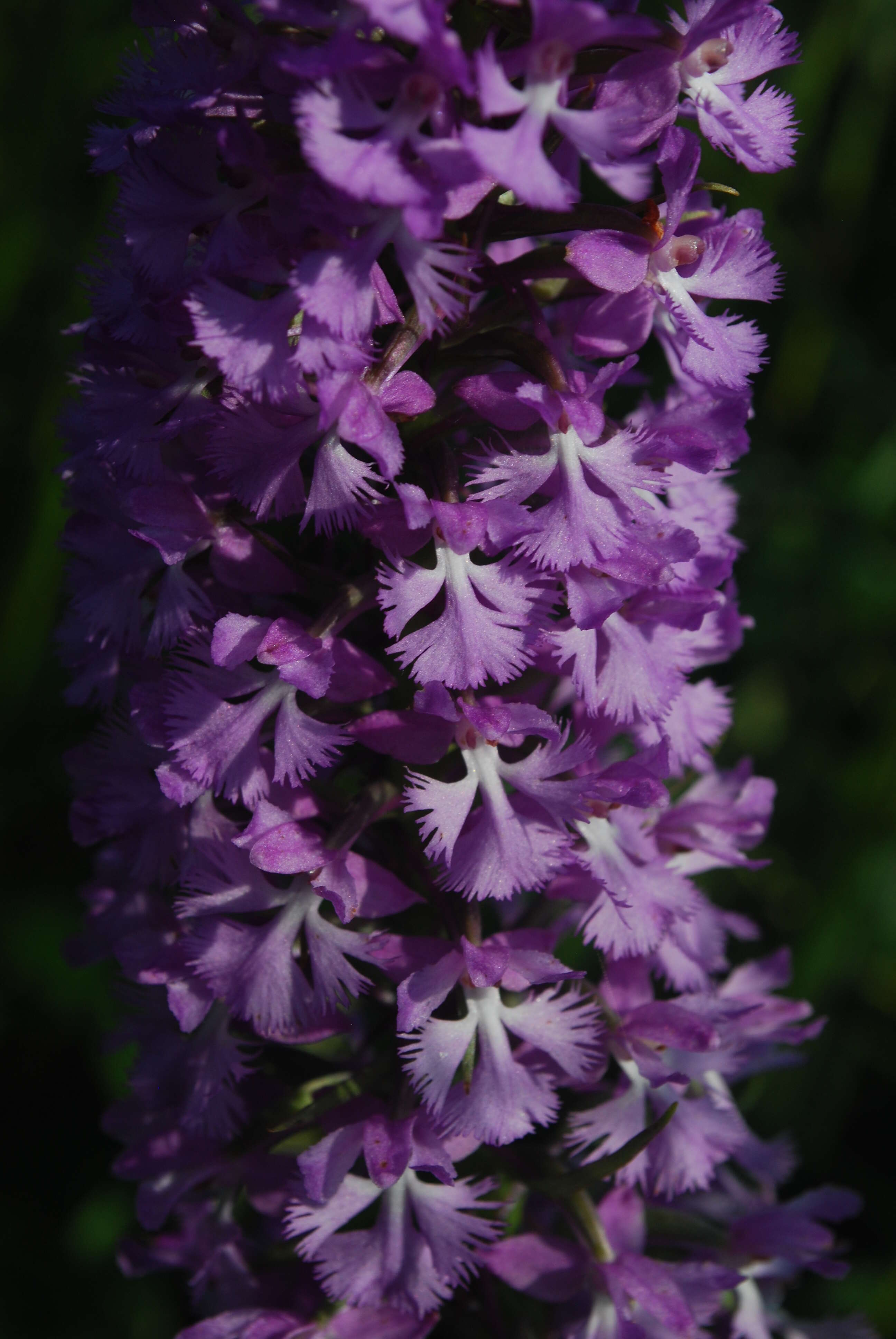 Image of Lesser purple fringed orchid