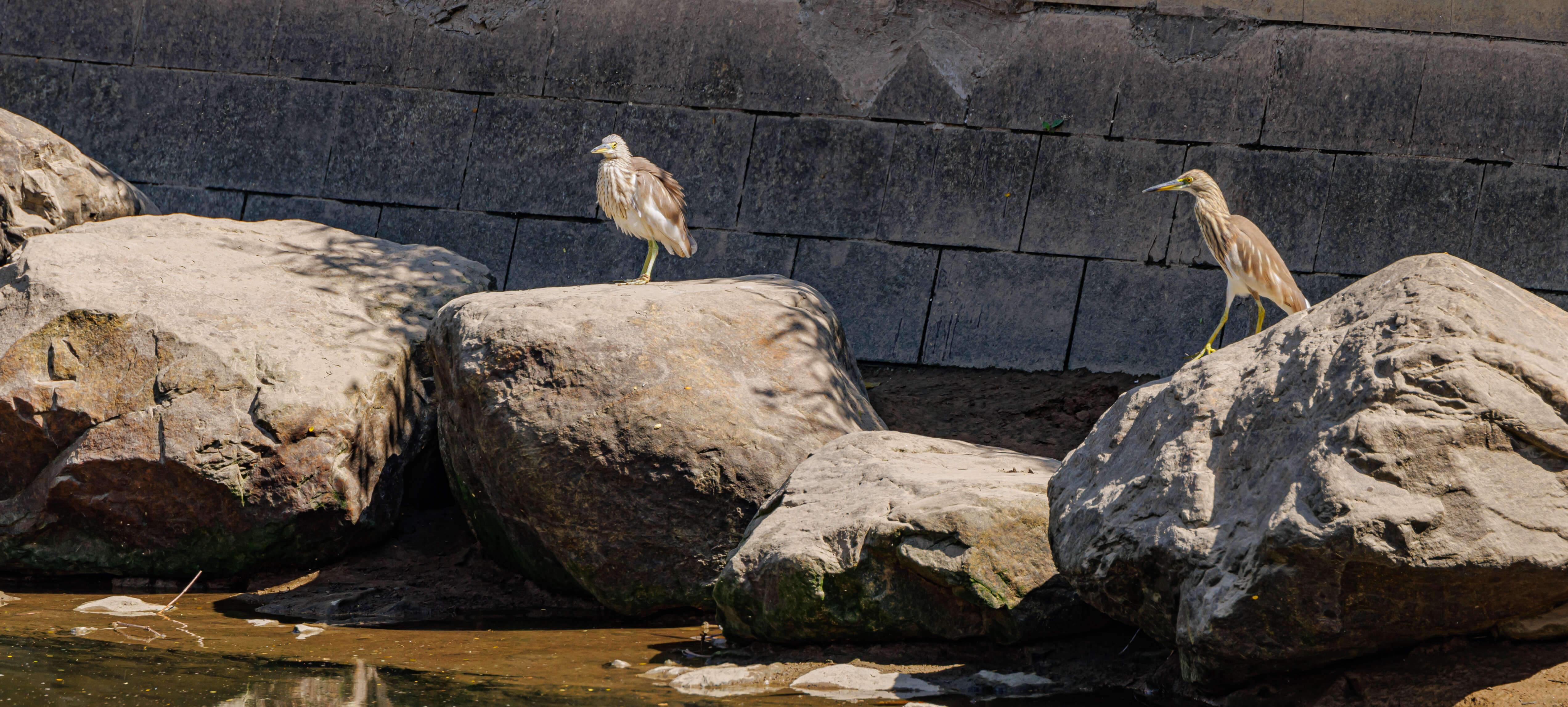 Image of Chinese Pond Heron