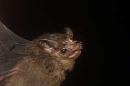 Image of Thomas's Sac-winged Bat