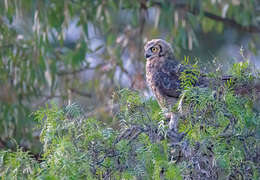 Image of Great Horned Owl