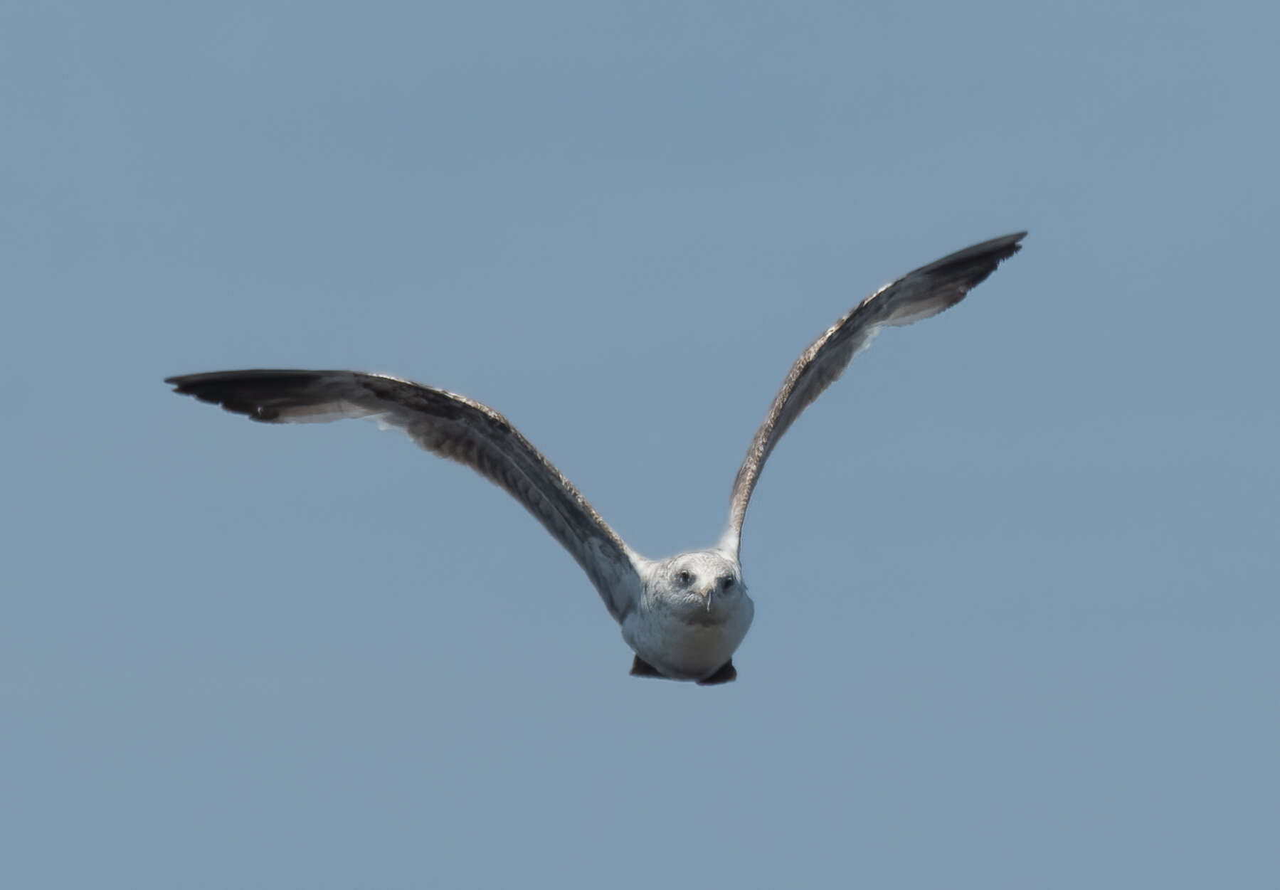 Image of European Herring Gull