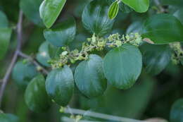 Image of Indian Jujube