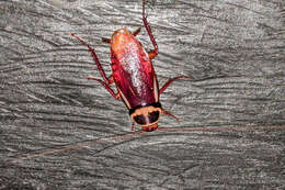 Image of Australian cockroach