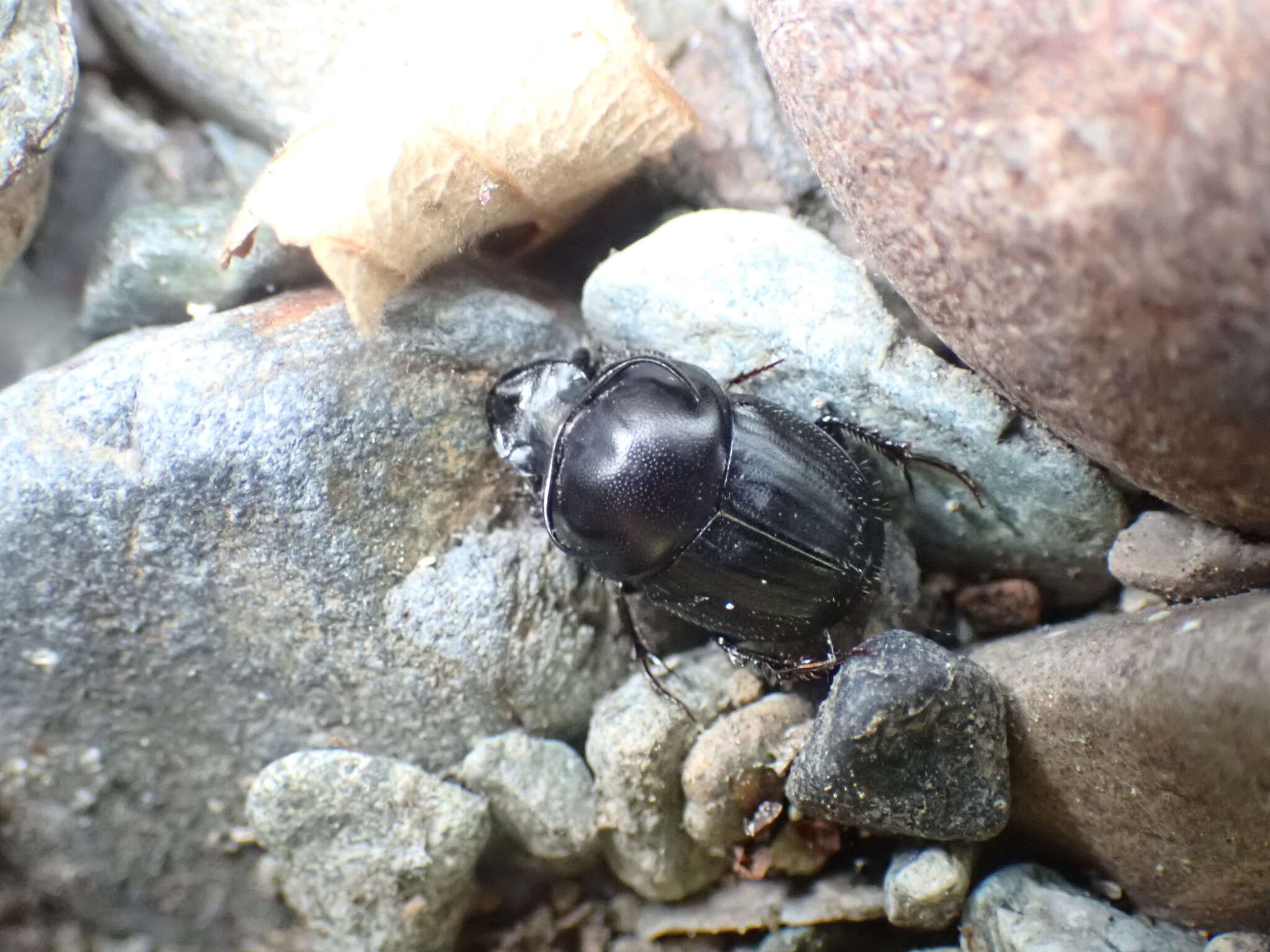 Image of Bull Headed Dung Beetle