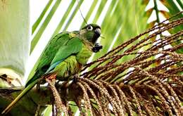 Image of Maroon-bellied Parakeet