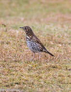 Image of Song Thrush