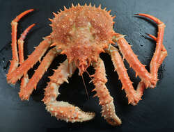 Image of Crustacea