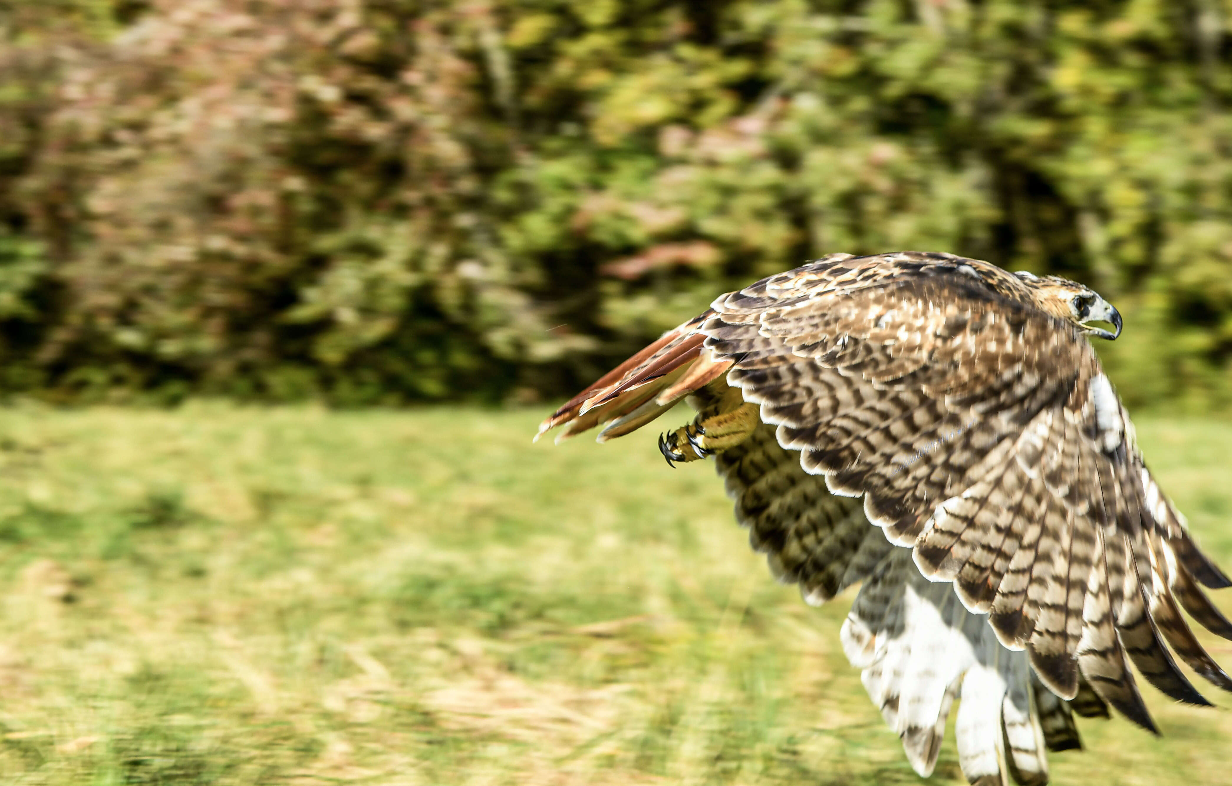 Image of Red-tailed Hawk