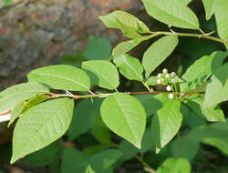 Imagem de Prunus padus L.