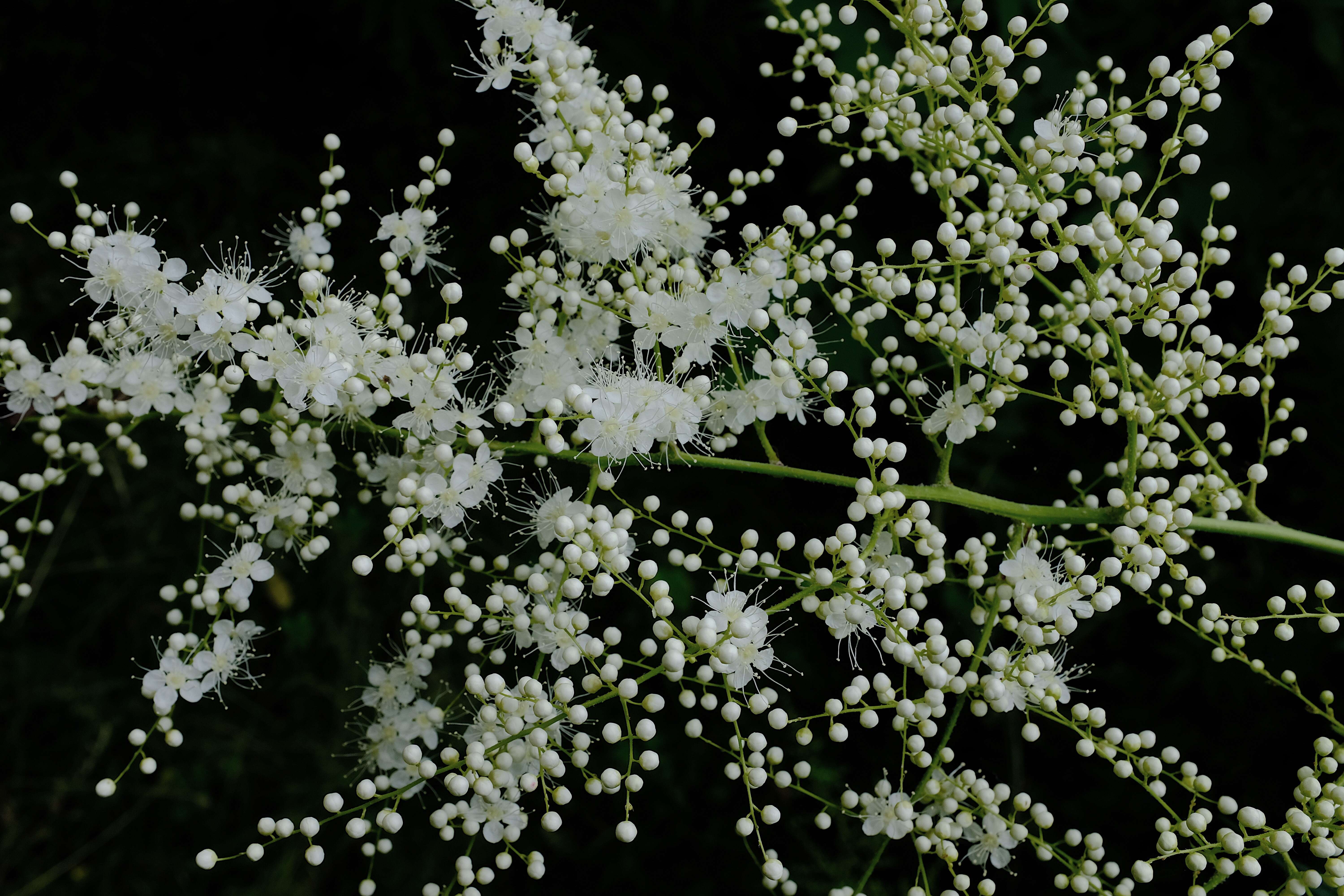 Image of false spiraea