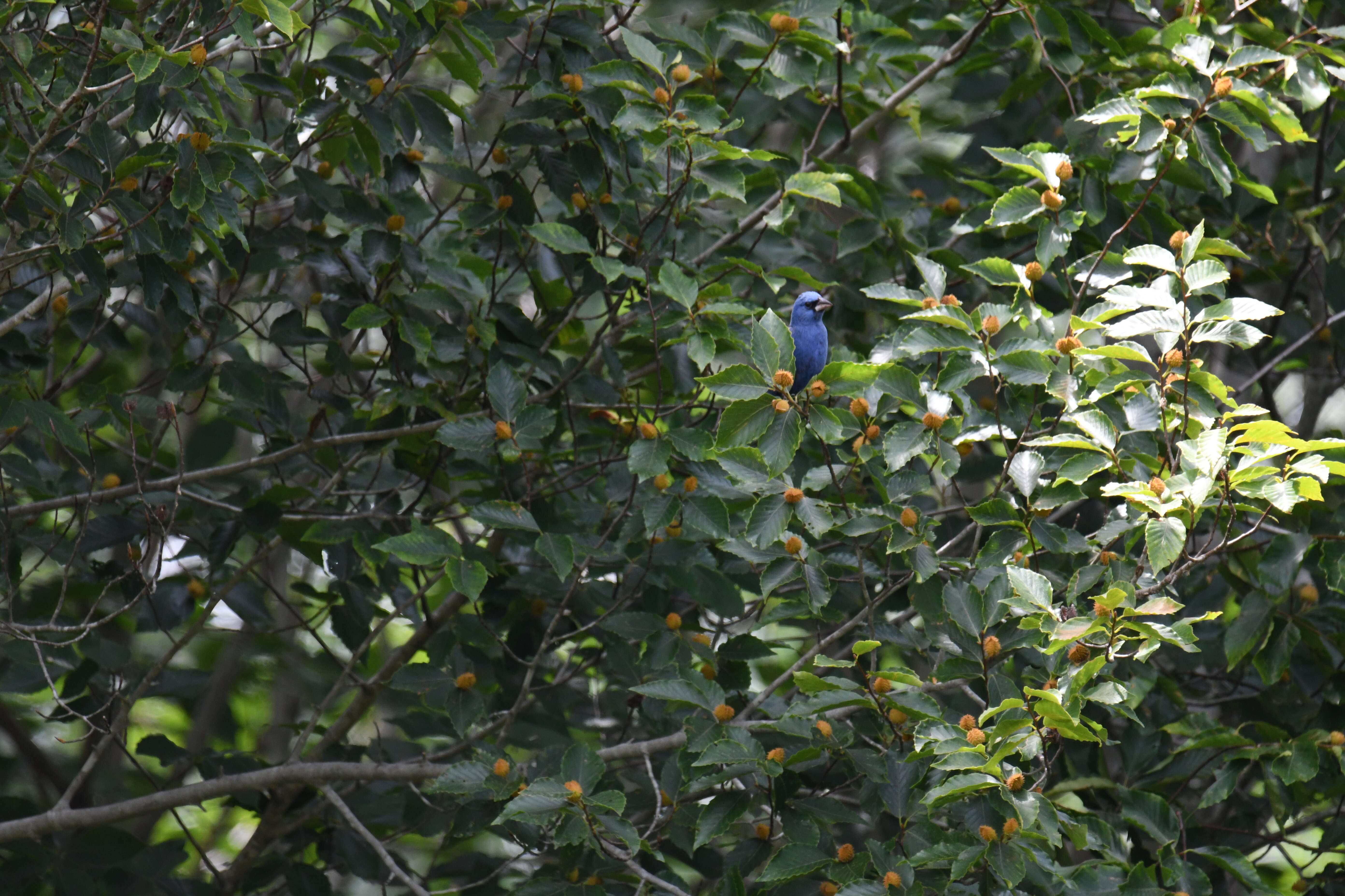 Image of Blue Grosbeak