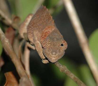 Image of Short-horned Chameleon