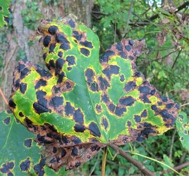 Image of European tar spot