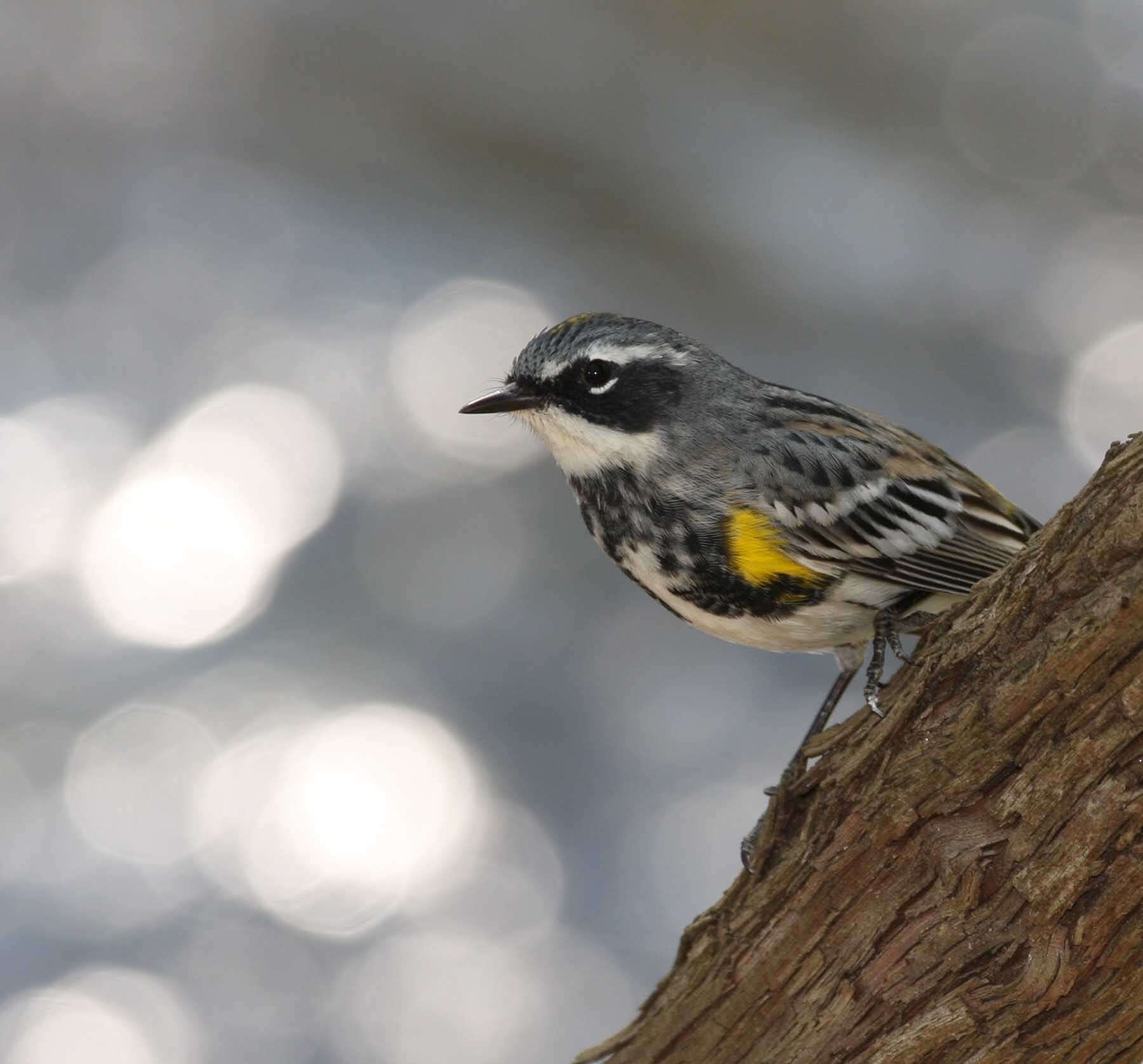 Image of Myrtle Warbler