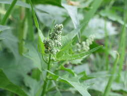 Image de Chenopodiastrum hybridum (L.) S. Fuentes, Uotila & Borsch