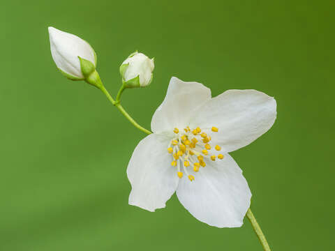 Image of sweet mock orange