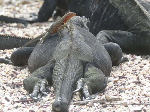 Image of Galapagos Lava Lizard