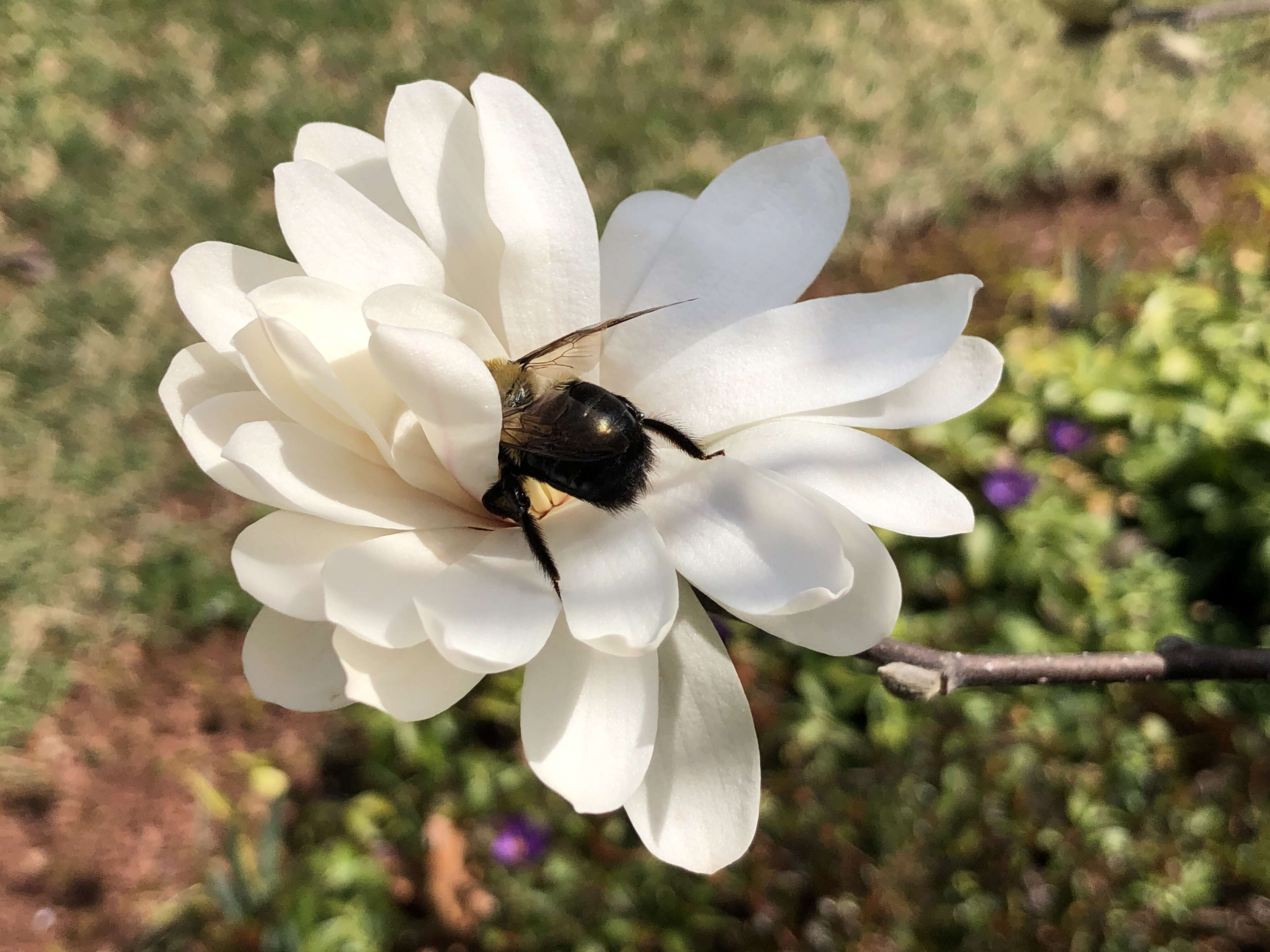 Imagem de Xylocopa virginica (Linnaeus 1771)