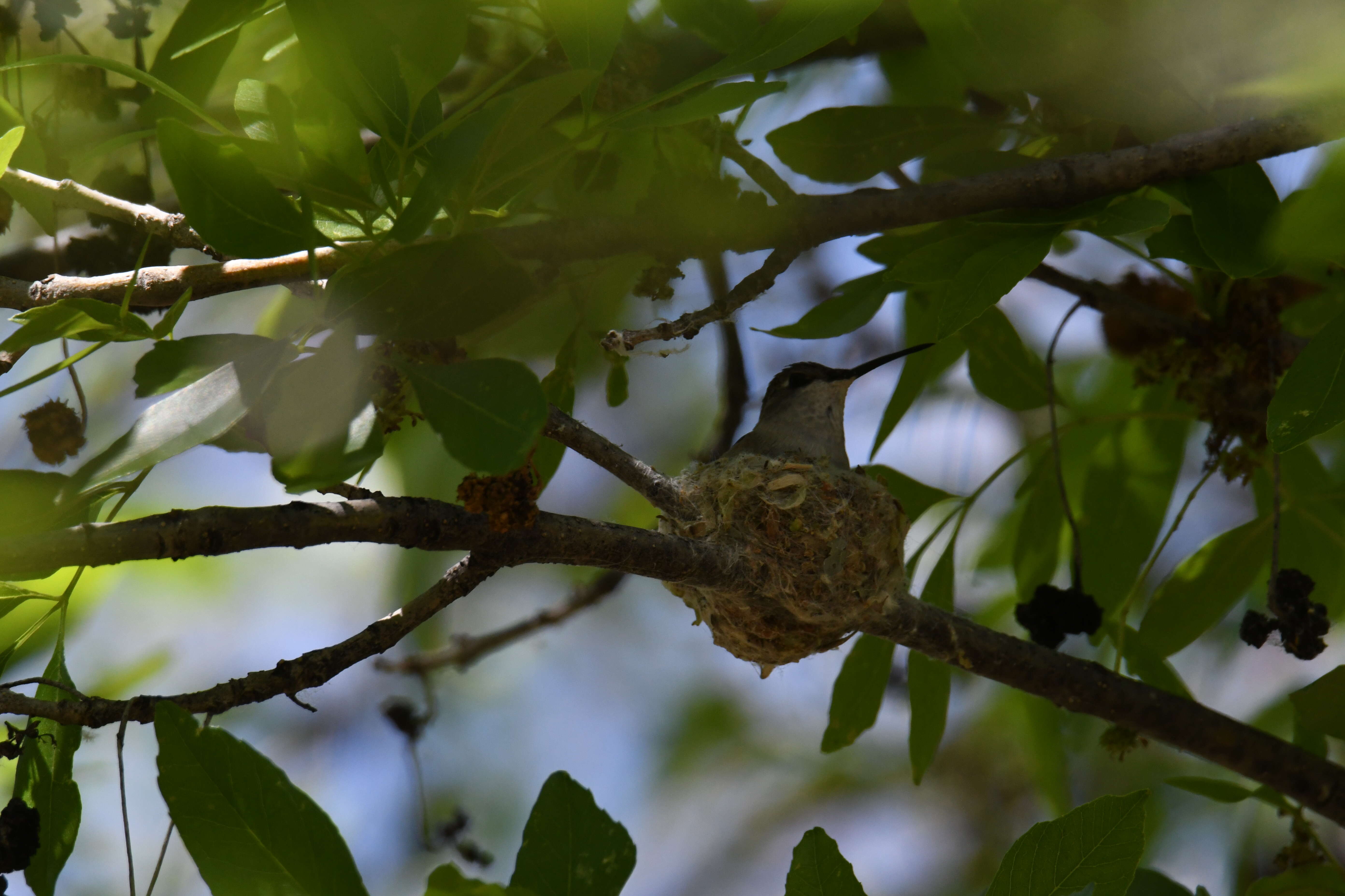 Image of Black-chinned Hummingbird