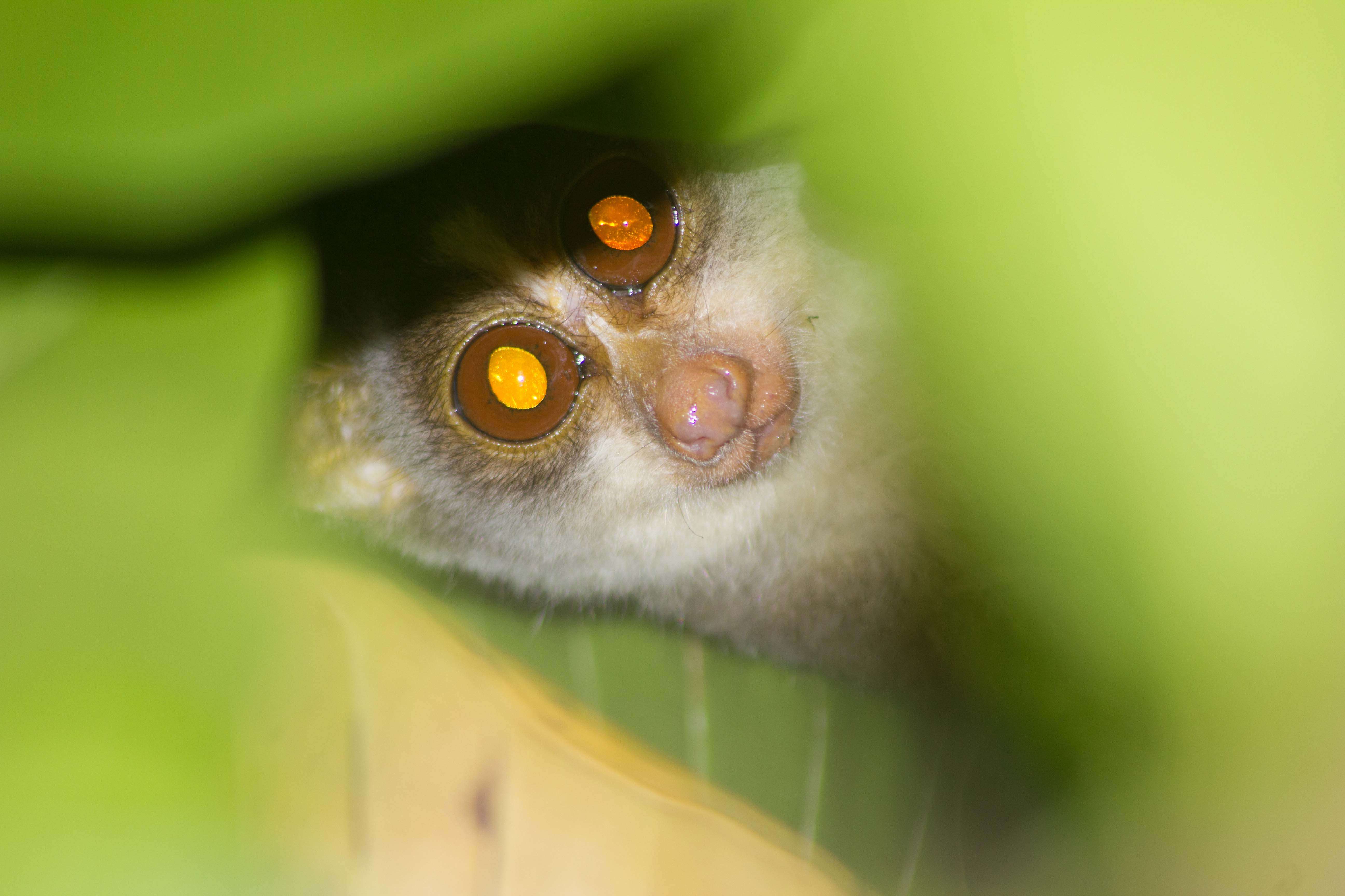 Image of slender loris