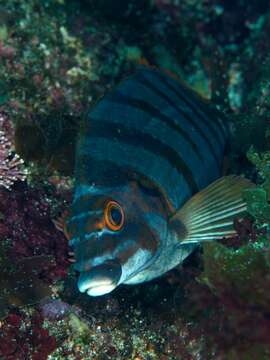 Image of Flag fish