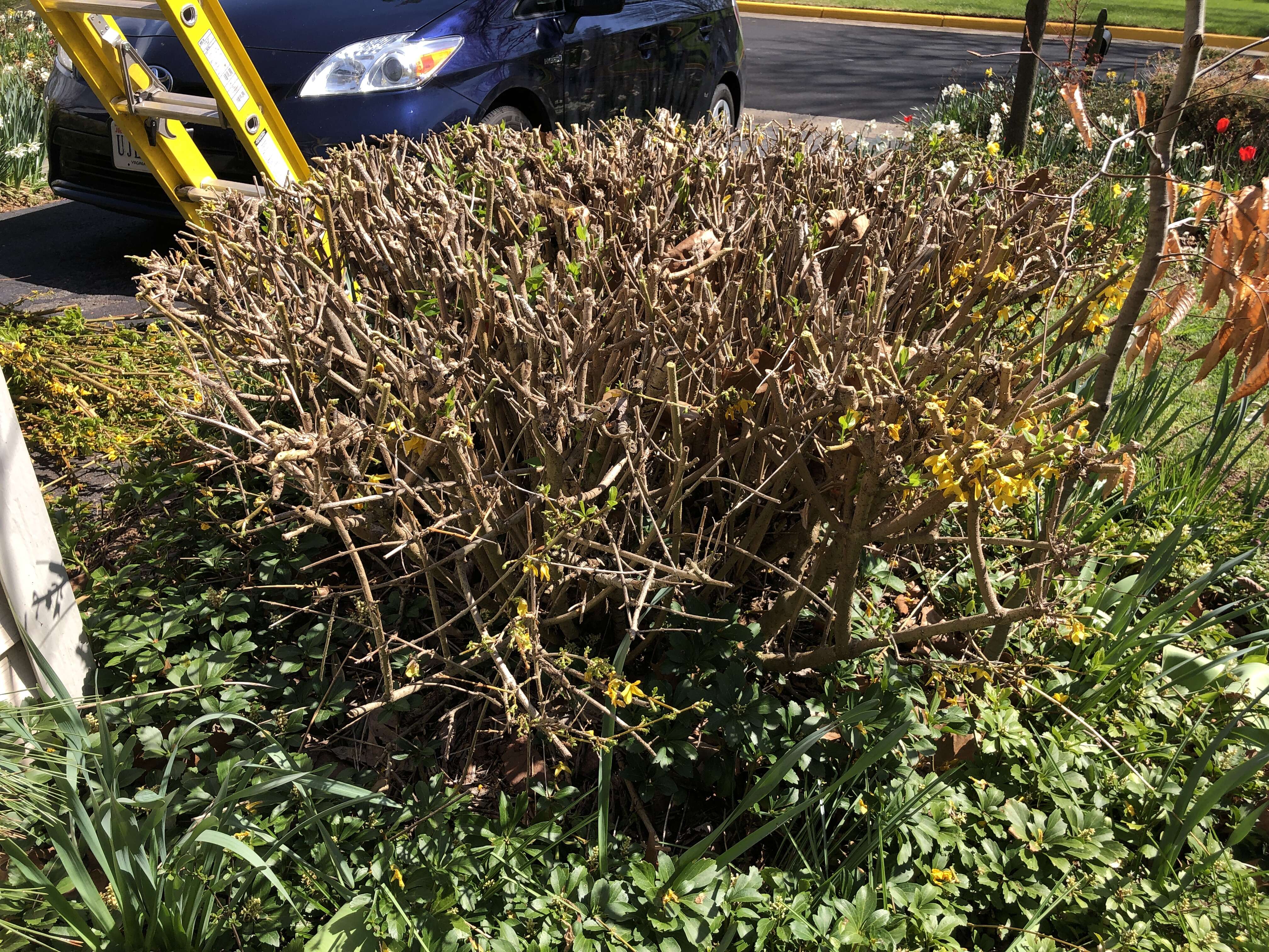 Image de Forsythia intermedia Zabel