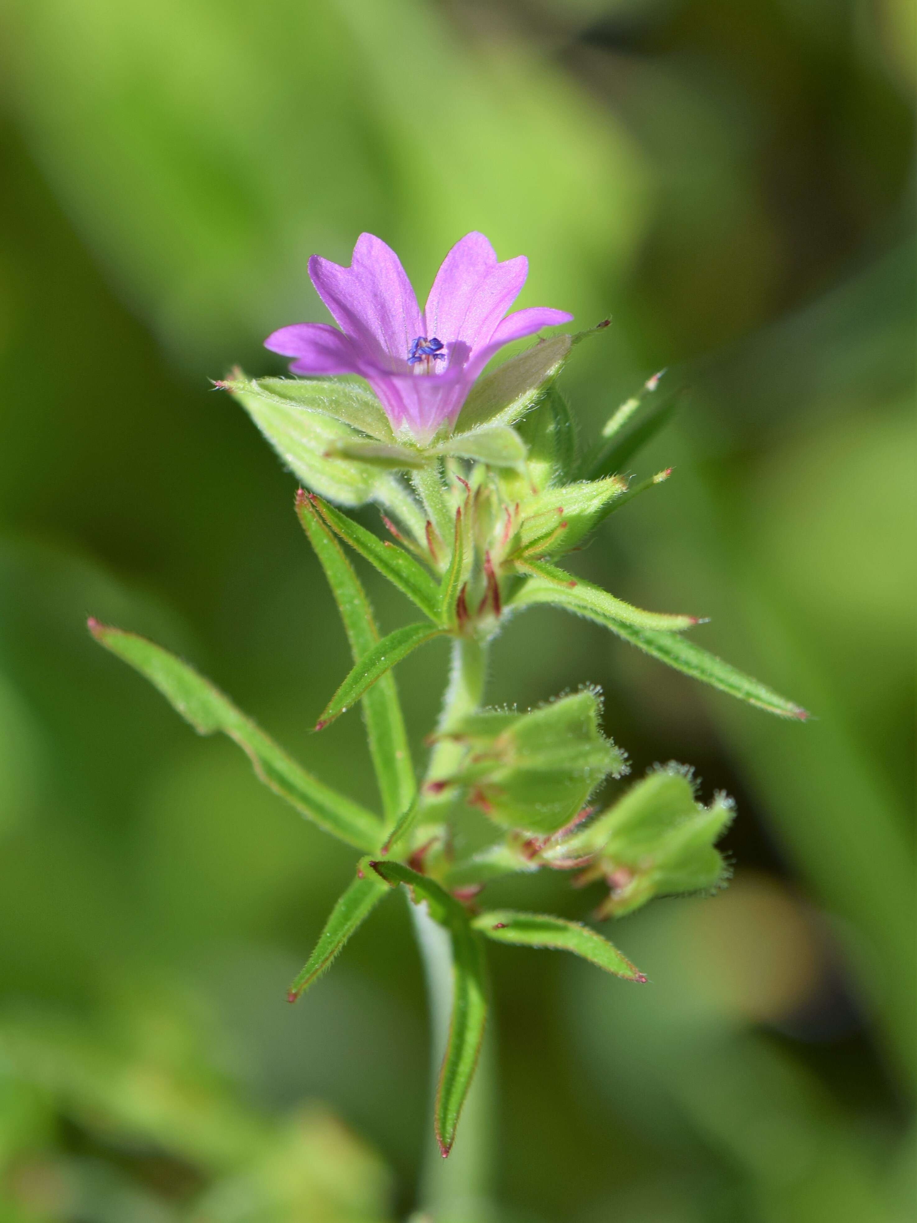 Image of cut-leaved cranesbill