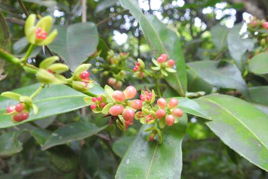 Imagem de Campylospermum serratum (Gaertn.) V. Bittrich & M. C. E. Amaral