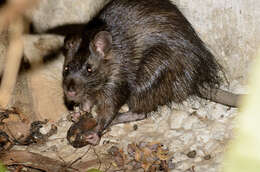 Image of Greater Bandicoot Rat