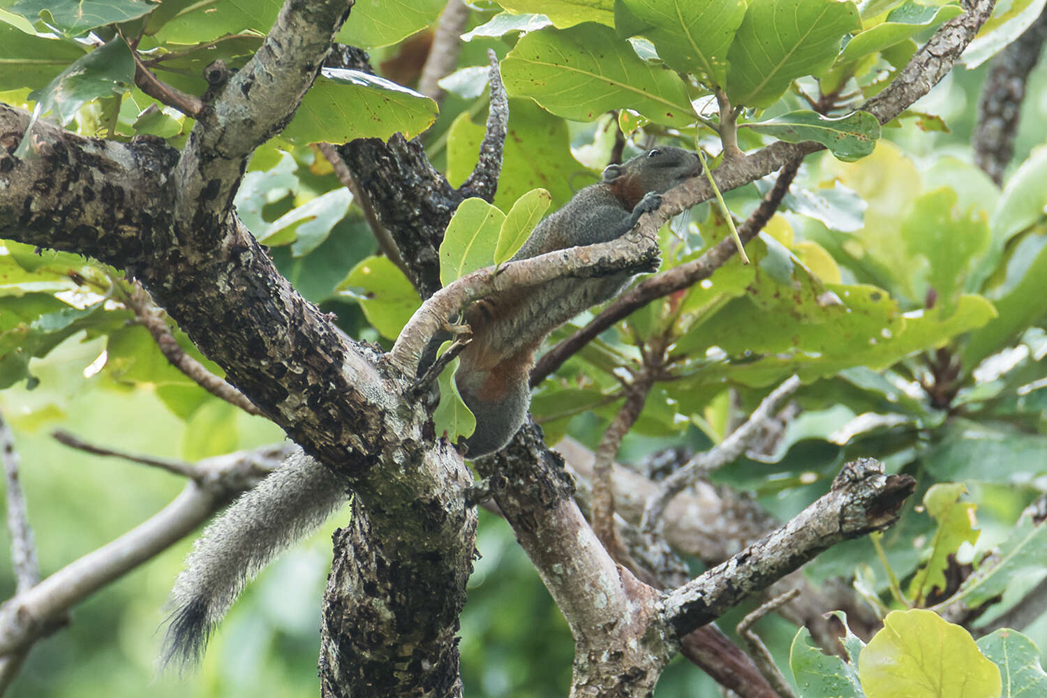 Image of Gray-bellied Squirrel