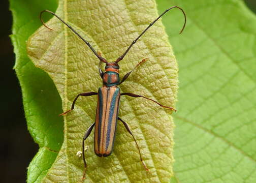 Image of Monkeypod roundheaded borer