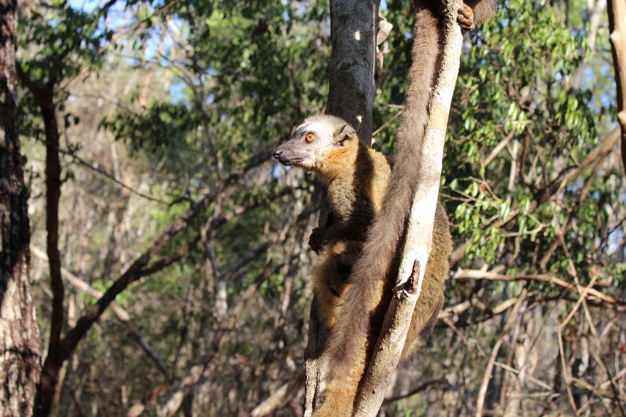 Image of Bennett's Brown Lemur