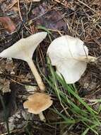 Слика од Clitocybe gibba (Pers.) P. Kumm. 1871