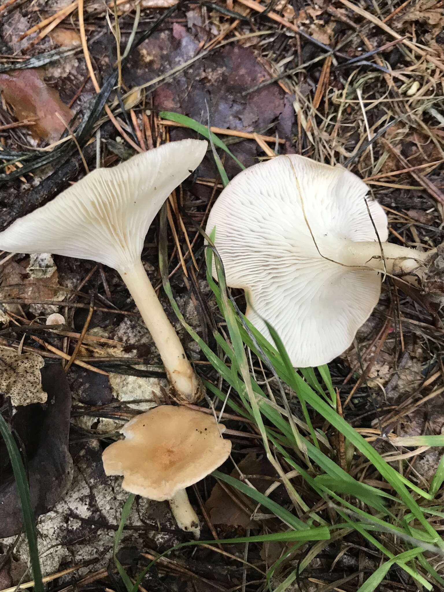 Image of funnel clitocybe