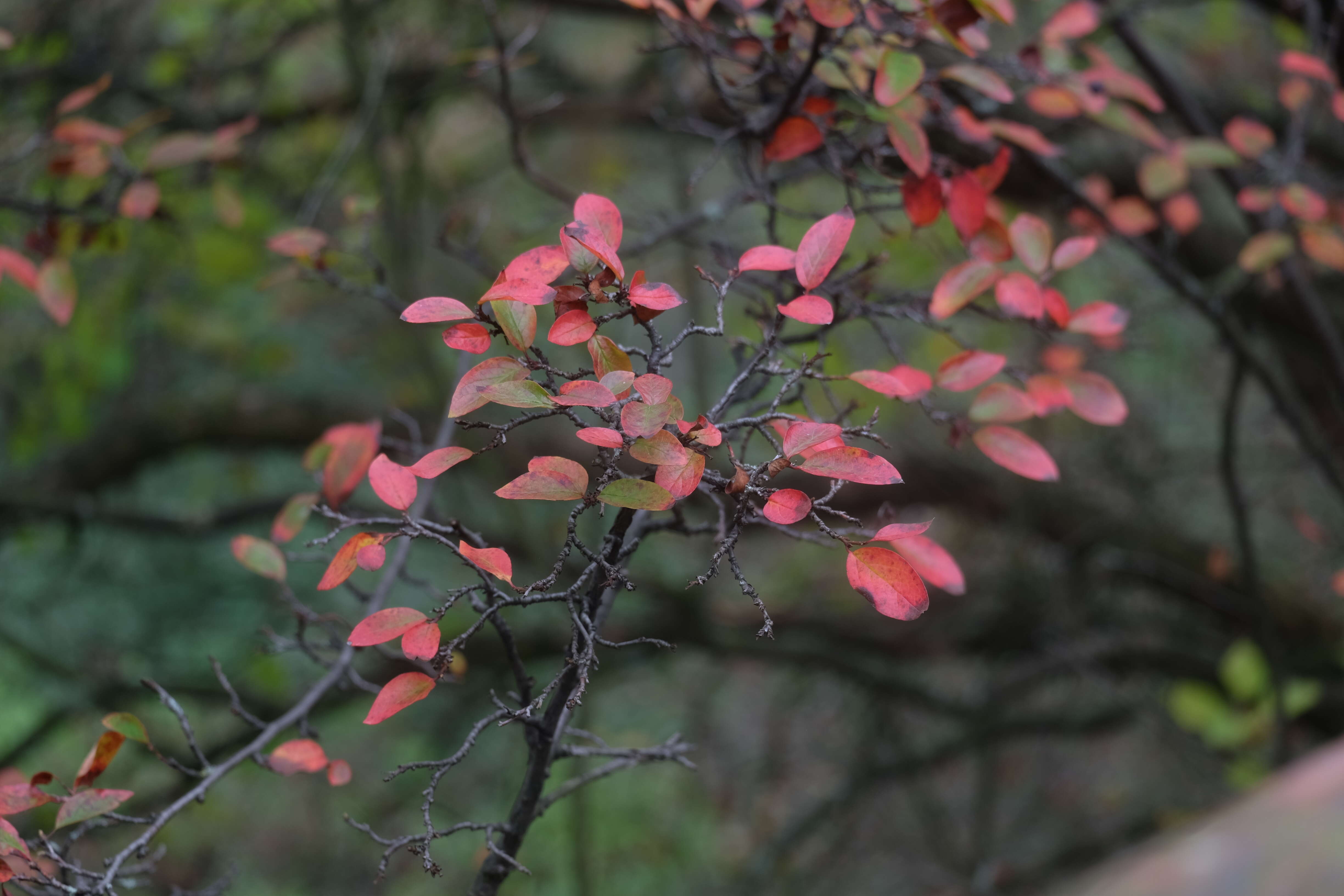 Cotoneaster acutifolius Turcz. resmi