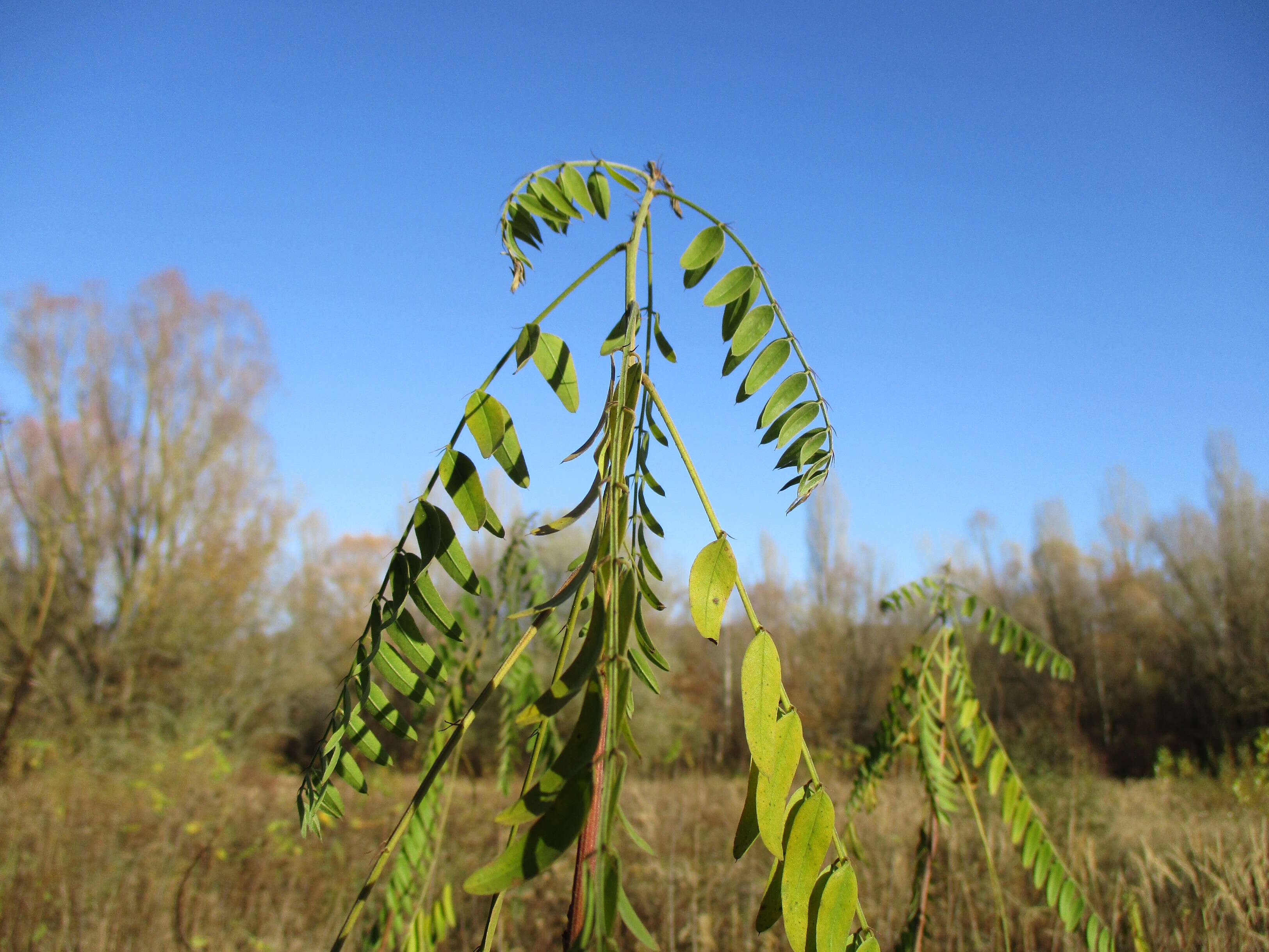 Image of desert false indigo