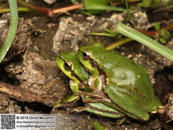 Image of Hyla orientalis Bedriaga 1890