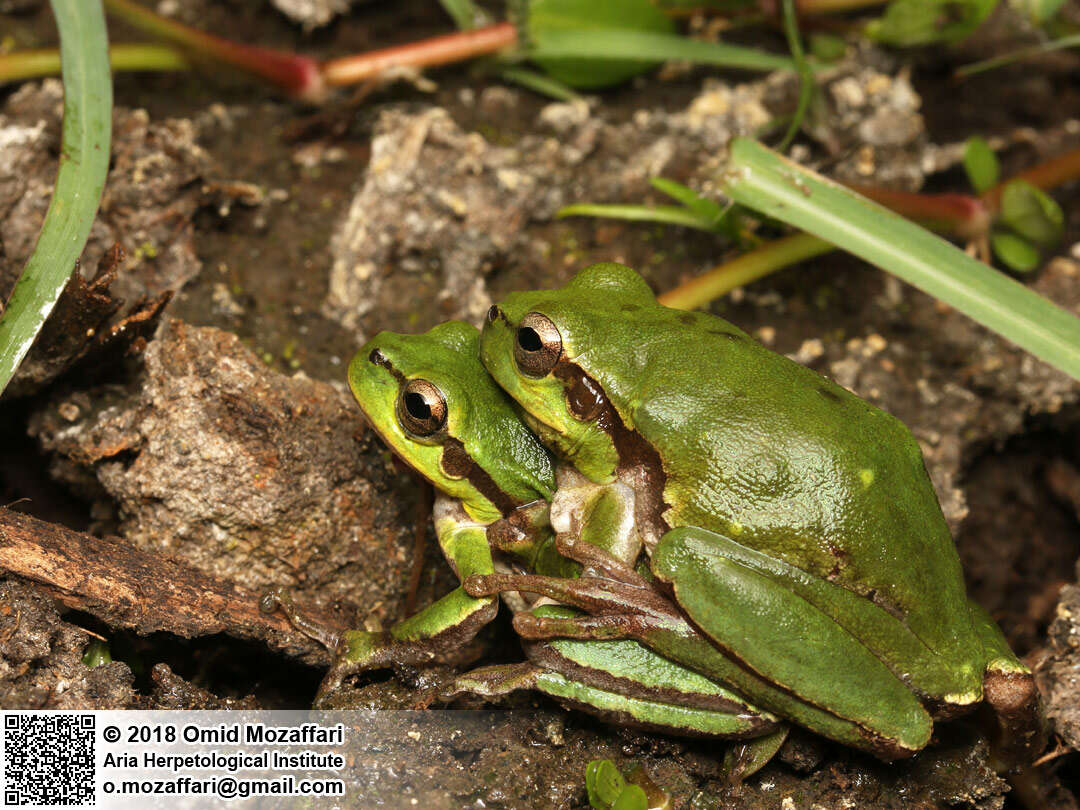 Image of Hyla orientalis Bedriaga 1890