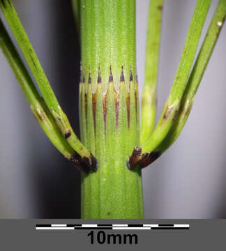 Image of Water Horsetail