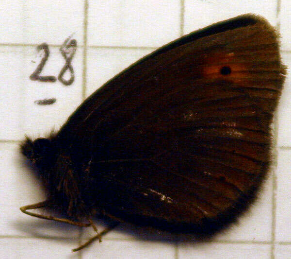 Image of Mountain Ringlet