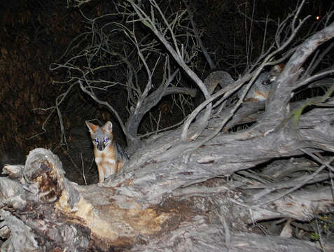 Image of Grey Foxes