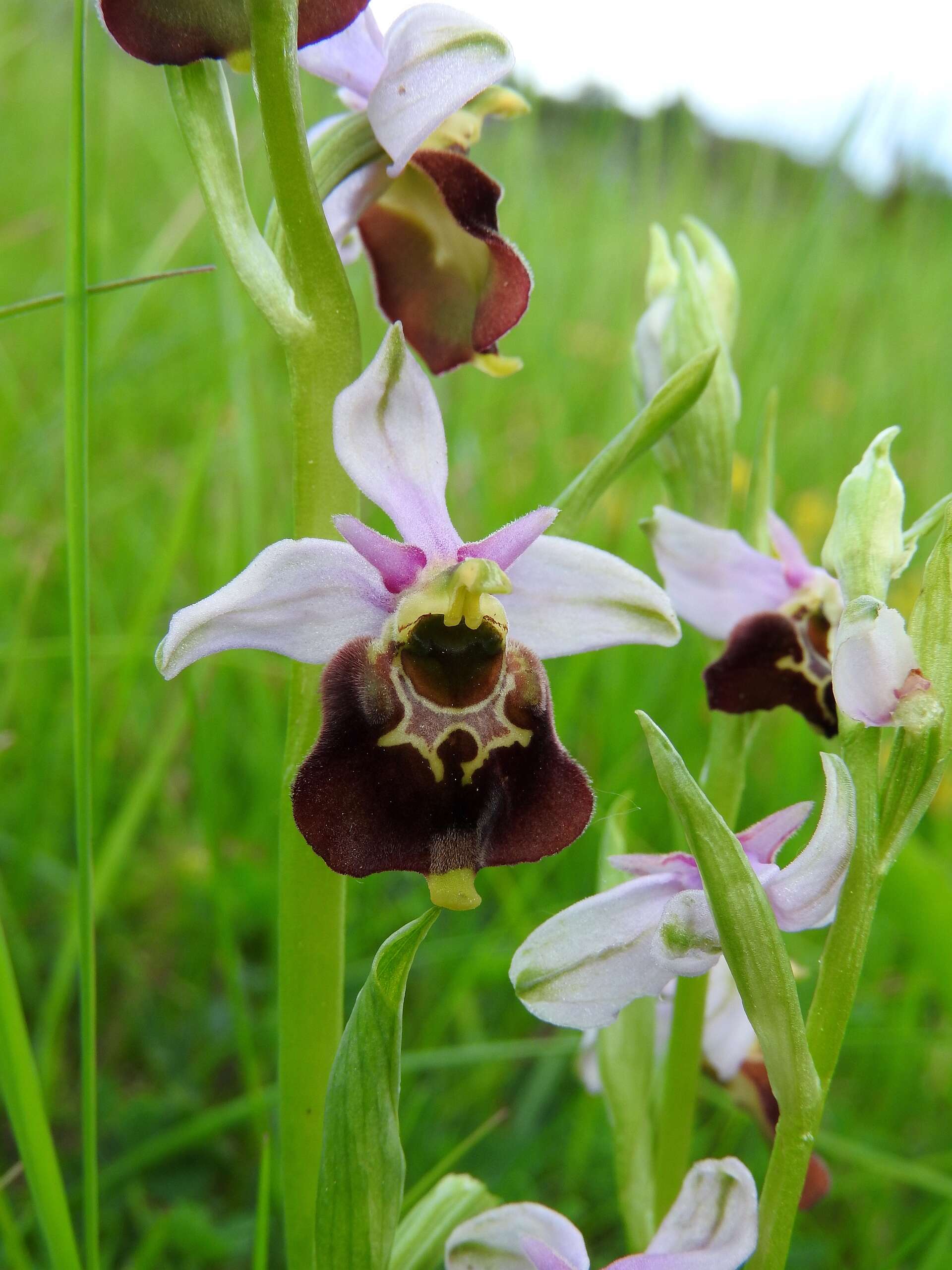 Image of Ophrys holosericea