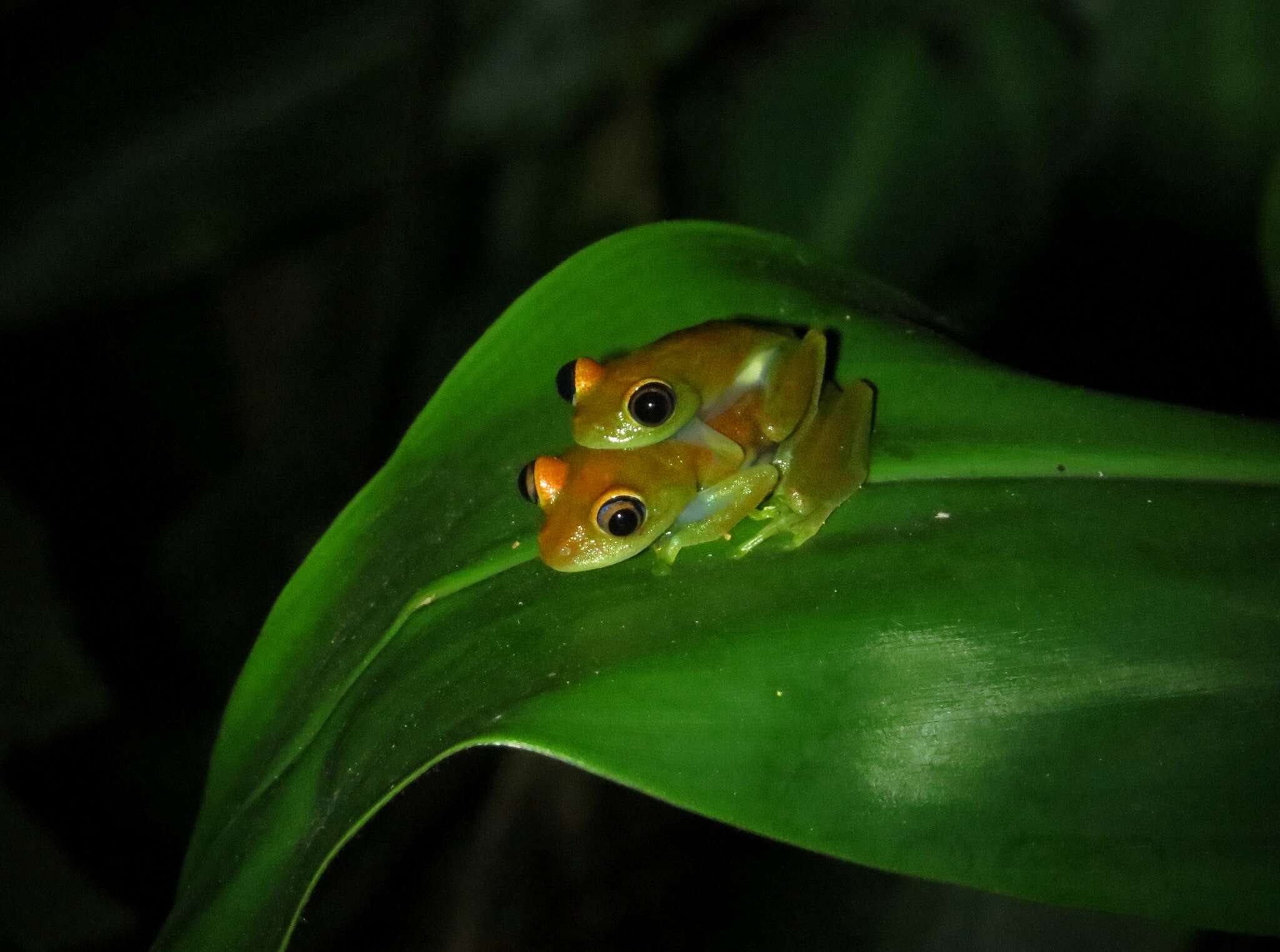 Image of Green Bright-eyed Frog