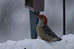 Image of Red-bellied Woodpecker