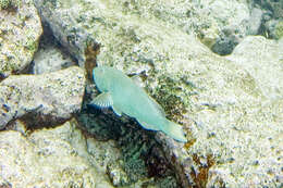 Image of Yellowtail parrotfish