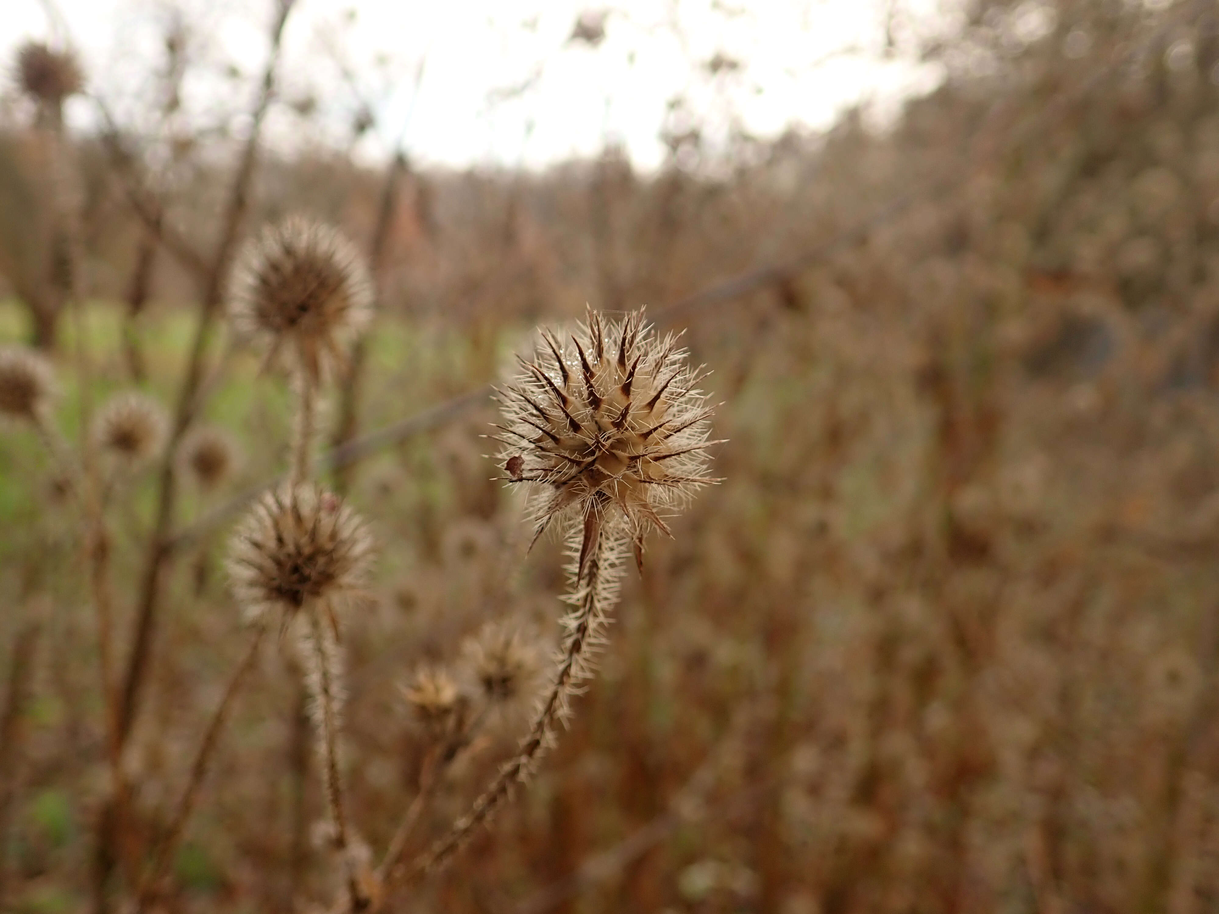 Image of small teasel